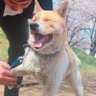 あつダルマ 的头像