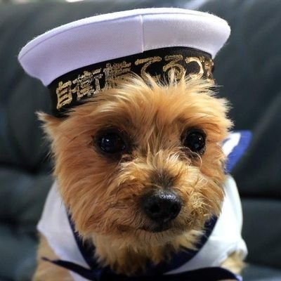 たもたん's profile picture