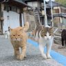 けんさん 的头像