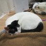 Profilbild von 猫