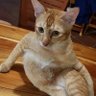 猫猫色图站 的头像