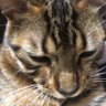 マモルカ profil fotoğrafı