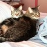 Gabe, Bella, and their humom Susan's profile picture