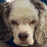 Michael Schwartz's profile picture
