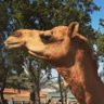 Profilbild von khalid