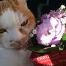 あき profil fotoğrafı
