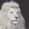 Leo 的头像