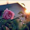 UmAli🌺 profil fotoğrafı