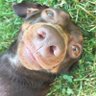 Brownie the Dachshund 🌈's profile picture
