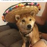 Mike_doge profil fotoğrafı