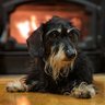 buster_roo's profile picture