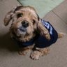 茶々丸's profile picture
