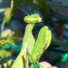カネナシオペラクン's profile picture