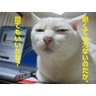 メタボつかさ's profile picture
