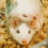 Фото профиля ツクヨミのアスカ