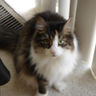 Rescue Mom's profile picture