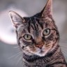 LEO's profile picture