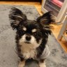 snowsnow's profile picture