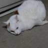 アルゴノゥト 的头像