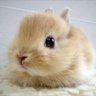 山うさぎ︎_•̅ )ོ︎︎'s profile picture