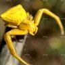 Profilbild von Enigmático Complaciente 🐜