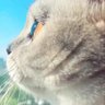 laji's profile picture