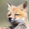 Felix G's profile picture