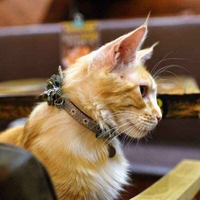 毒猫猫 | 量化摸鱼师's profile picture