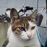 ノムちゃん profil fotoğrafı