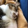 佐藤 環 的头像