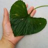 いーよー　の　つぼ🐢🐢🐢🍀 的头像