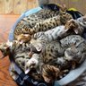 balaiodegatos 的头像