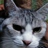 デブトナカイ profil fotoğrafı