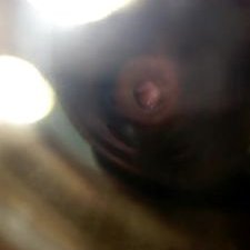 0013Darkwing's profile picture
