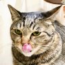 nekobaka🐾緊急事態条項に反対!'s profile picture
