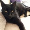 cirilo🐈‍⬛🐦's profile picture