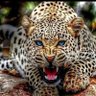 BOUBA DU 20-1's profile picture