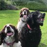 Profilbild von Super Spaniels