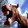 Gift Horse profil fotoğrafı