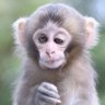 Сојер Четинтахра's profile picture