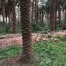 Фото профиля Fahad Aldamoky