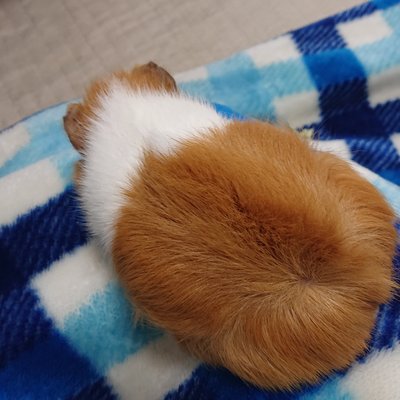 モルモット♡藻's profile picture