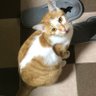 ナオ@ゲーム廃人 profil fotoğrafı