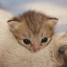 ぱんだねこ's profile picture