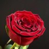 _Diana A profil fotoğrafı