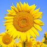 Be on a roll !(^^)!'s profile picture