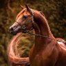 Фото профиля Rjabd♉️