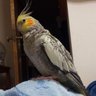 Profilbild von あーす