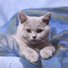 Kristina ♡ profil fotoğrafı