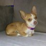 Profilbild von Okie Yardbird